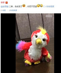 赵丽颖又送“苍梧鸟”给谢娜 新晋网红要进军娱乐圈