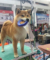 郑爽爱犬"小七"出道 领衔主演《亲爱的喵