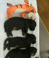 ��˿��ʺ��¼