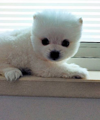 �������ڳ�����