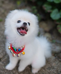 �������ڳ�����