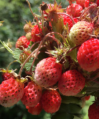野草莓