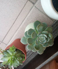 ����Ķ���