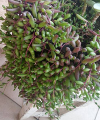 ����Ķ���