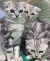 �۶�����һ�ѣ�����һֻ�������ޣ��Ը�ã��ÿ�