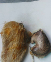 �²���Ҫ���