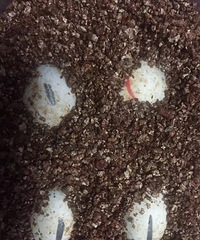 萧山妹子网购4颗蛋埋土里 十几天后神奇的事发生了