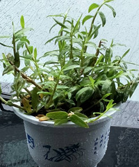 ��Υ�ı�����¶�ʴ�