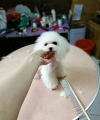 茶杯泰迪 包体型保健康