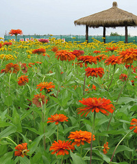 市区惊现花海