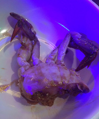 胖哥俩肉蟹煲吃出毛发,服务员说这是正常的!