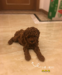 小贵宾找新家啦