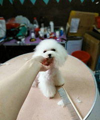 精品茶杯犬 包体型健康 追求高端的进