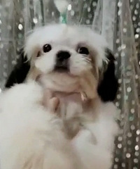大眼精灵 西施犬 还有一个弟弟一个妹妹