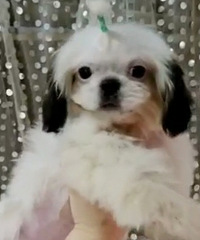 大眼精灵 西施犬 还有一个弟弟一个妹妹