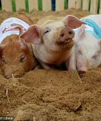 С�����л�� ��������������㳦������Ա��