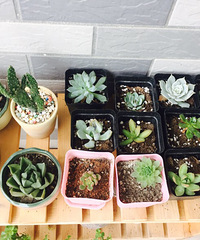 ����ɹ��