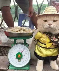 ��Ϻ�ϰ��ͷ��̯, �ü���è�俴����,�ǹ�����ץ����