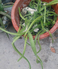 ����������賤