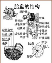 "胎盘是什么 胎盘又是怎么形成的呢?"
