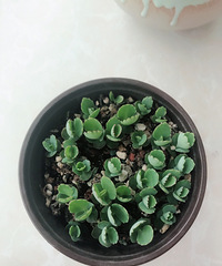 ���ĺ�����˵Ĳ�����ͬһ���ֵģ�����Ҳ