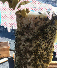 ����ԭ��̬��Ȼ����