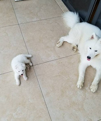 ���ۼ�����ĦҮС�̹�