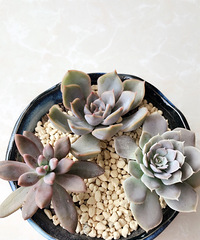 �Ҽ�����