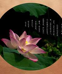 荷花小照十幅