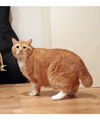橘猫是一种“多肉动物”