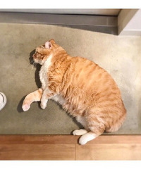橘猫是一种“多肉动物”