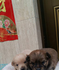 �����Լ��ҵ���ֻС����