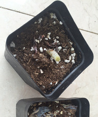 �������ڸ��ڳ������ѽ