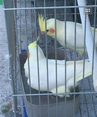 ��������ת��