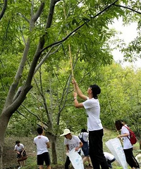 山核桃新鲜上市 姚生记开杆节体验游欢乐启程