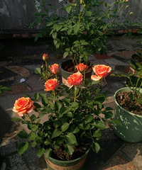 ���¼�·�ţ������ֺ�