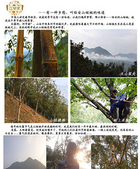 有一种乡愁,叫临安山核桃的味道