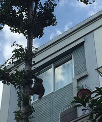 "罕见!杭州一小区遭野猴入侵!看它爬上5楼拿出香蕉开始享受"