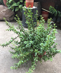 �������쳤����õ�һ��