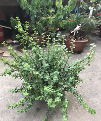 �������쳤����õ�һ��