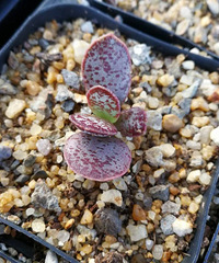 �ﵽ���⽥��(?��?)