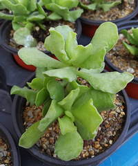 �ﵽ���⽥��(?��?)