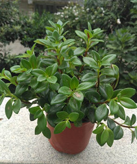 ���Ƕ�����