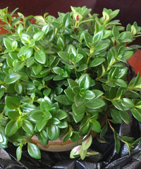 ���Ƕ�����