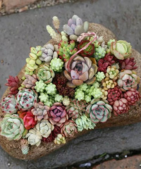 ����Ƭ�ҵ�����Щ�����ߵ����⣬��֪���ڿɻ���