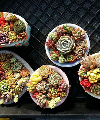 ����Ƭ�ҵ�����Щ�����ߵ����⣬��֪���ڿɻ���