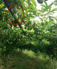 这果子你肯定吃过