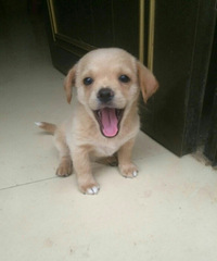 �����Լ��ҵĶ��籦��һֻ��ĸ��