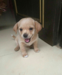 �����Լ��ҵĶ��籦��һֻ��ĸ��