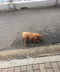 �����쳤��·��һ������ĸ̩�ϡ��ÿ�����